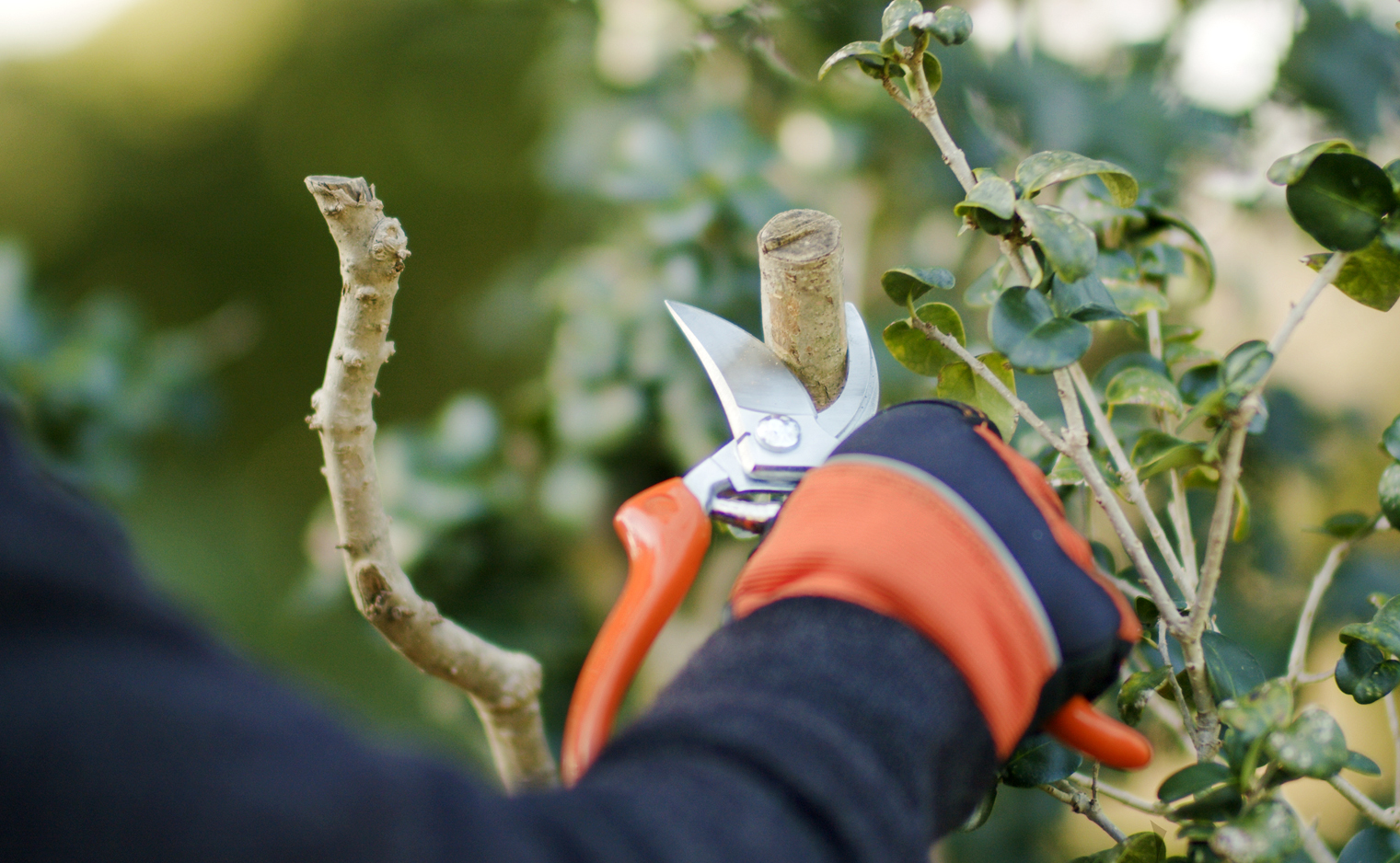 Preparing your garden for Spring