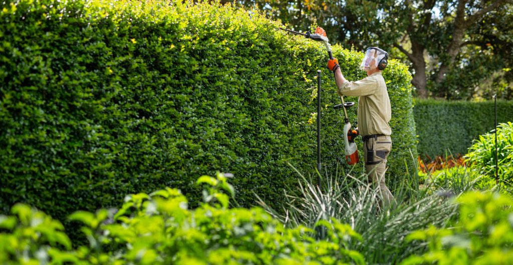 How to Keep Your Hedges Healthy in Summer - STIHL Blog