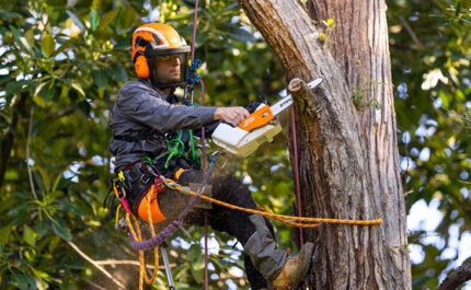 HOW TO CLEAR A FALLEN TREE - STIHL Blog