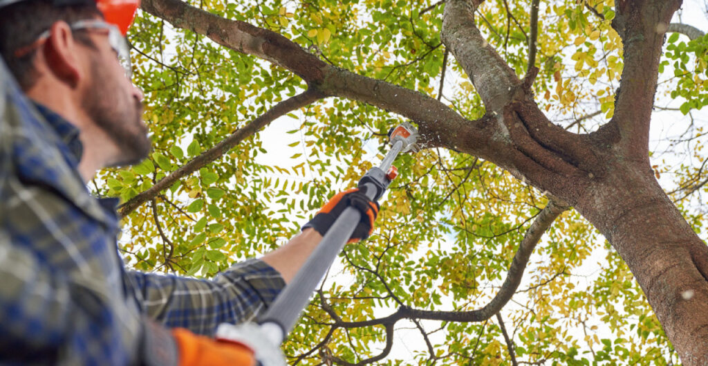 How To Maintain Healthy Trees STIHL Blog