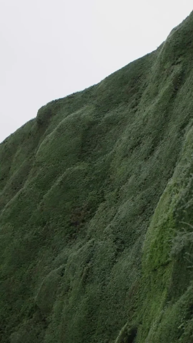 STIHL tools can tackle even the largest hedge in the world! 🌿 At 14 meters tall and 120 meters long, the Bathurst Estate hedge is a Guinness World Record holder. 🏅

Forest Managers Iain Garett and Olly Murray rely on STIHL’s quiet, eco-friendly battery tools to keep this 300+ year-old hedge in perfect shape. As Olly says, “It’s nice to know we’ve played a tiny role in this hedge’s long life.”

Want to see more? Watch the full video: https://www.youtube.com/watch?v=s32U3fmfIWE

#STIHLAU #STIHLBatterySystem #BathurstEstate #GuinnessWorldRecords