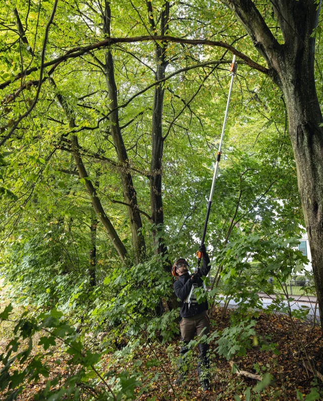 Autumn and winter are the seasons for tree maintenance 🍂

The STIHL HTA 135 battery pole pruner delivers powerful, low-noise performance with impressive reach, ideal for tackling high branches and seasonal pruning with ease.

Ready to get your trees in shape? Visit the link in bio to learn more.

#STIHL #HTA135 #TreeCare #PruningSeason #BatteryPower