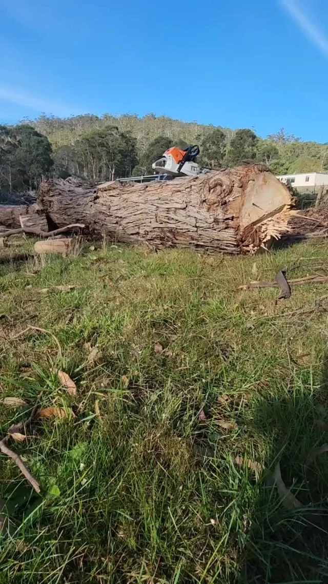 @matt_black_furniture putting the STIHL MS 500i to the test, slicing through logs to craft new axe throwing targets 🪓🔥

Ready to upgrade your toolkit? Don’t miss our winter promotion, save $450 on the MS 500i chainsaw and see what true cutting power feels like (link in bio).

#STIHLAu #MS500i #STIHLChainsaws #STIHLFans