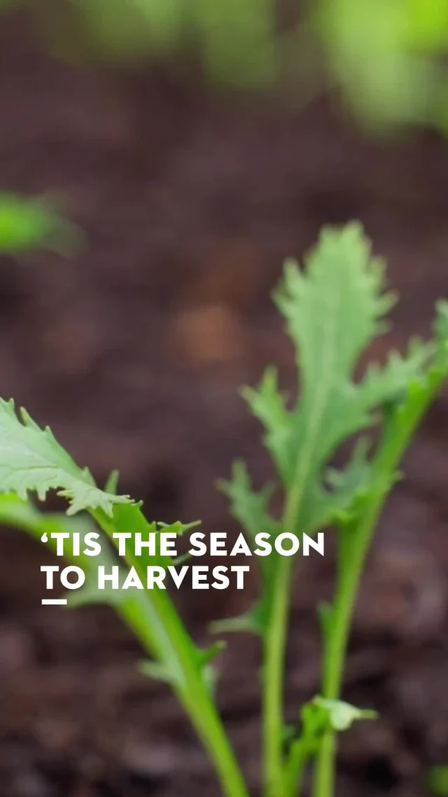 Winter planting?

Raised beds make it easy to grow fresh produce all year round, even in the cooler months.
Get your hands dirty and your garden thriving!

Head to our YouTube for the full how-to.
#STIHLAU #WinterGardening #STIHLGardenTips